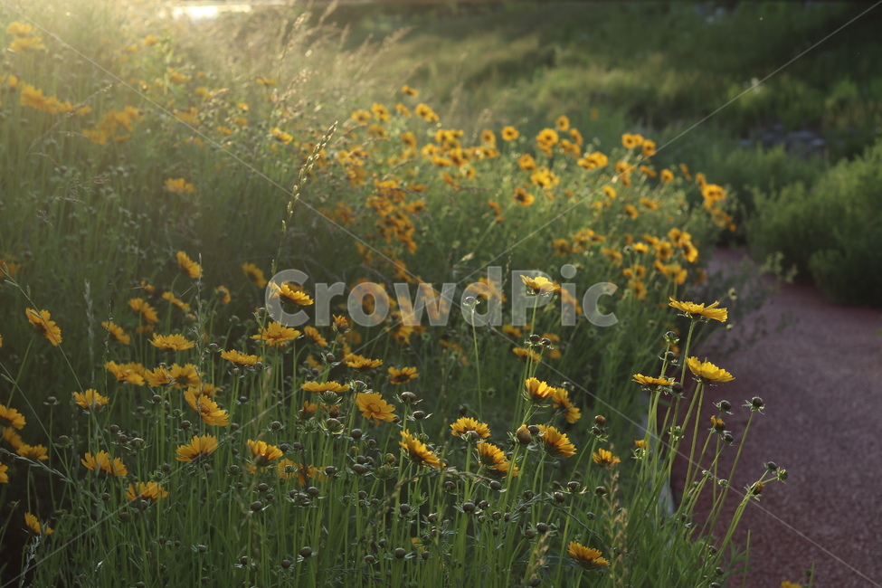 금계국,아침,빛,햇살,봄,풍경,노랑,식물,자연,plants,nature,꽃,flower,휴식,힐링,rest,relaxation,healing