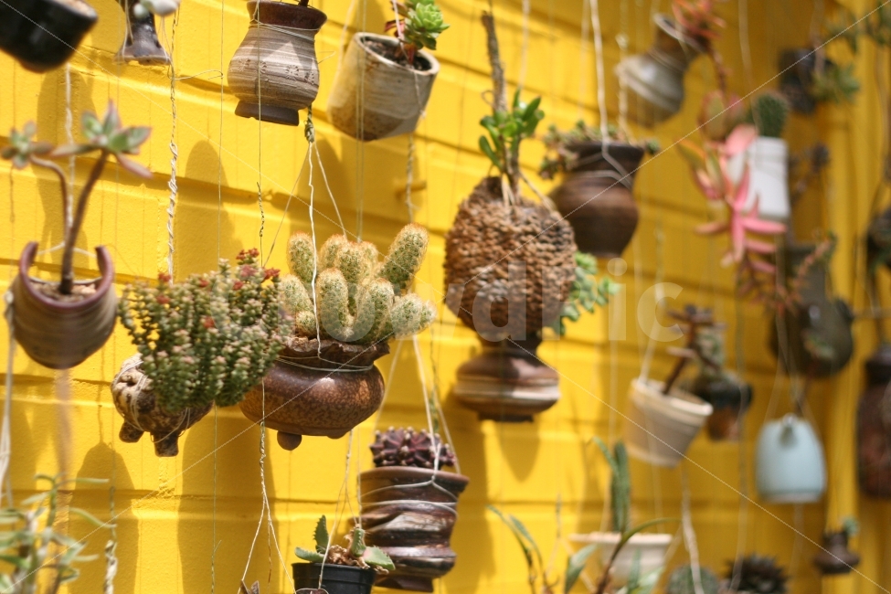 사물,장식,인테리어,소품,사진,식물,자연,plants,nature,인테리어,실내디자인,interior design