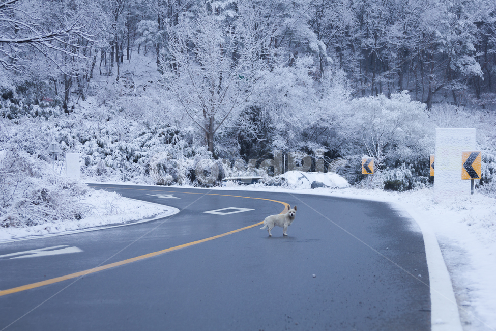 유기견,겨울,도로,눈,배고픔,겨울,계절,winter,season