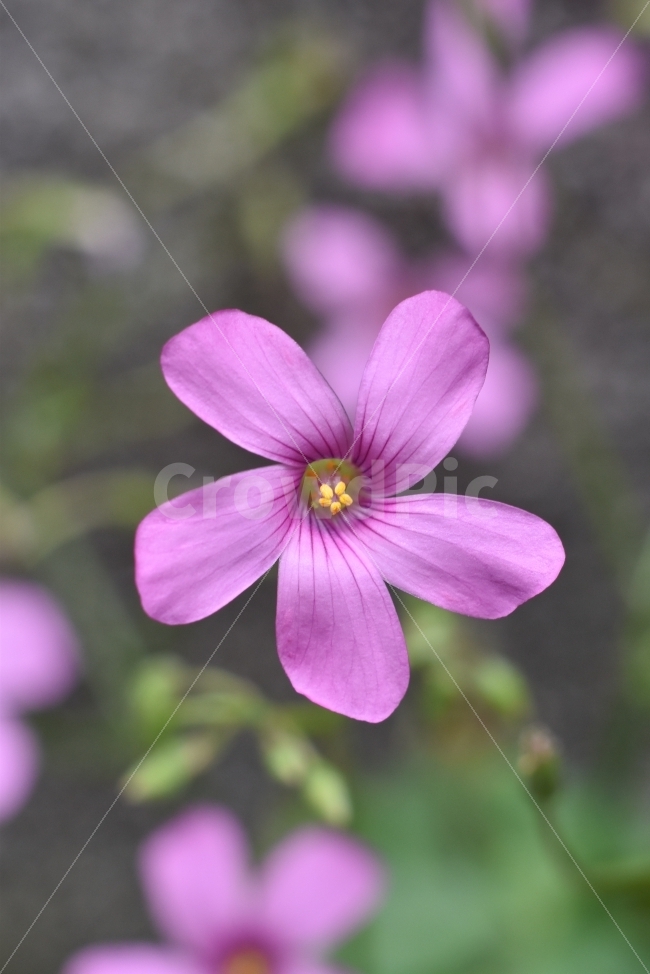 보라색꽃,풀꽃,산뜻함,익스텐션튜브사용한사진,macro,식물,자연,plants,nature,꽃,flower