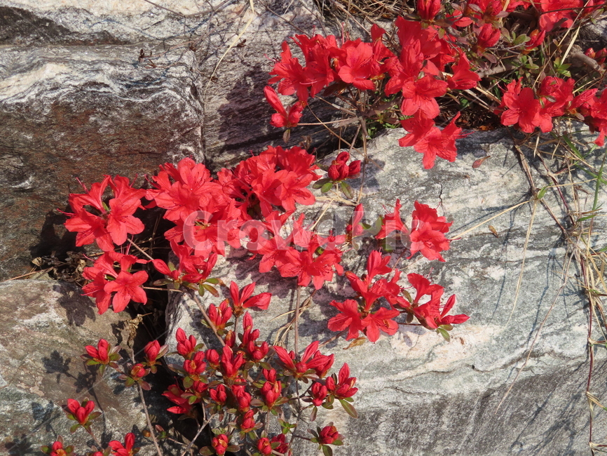 바위,철쭉,식물,레드,빨강,아름다움,탄생,자연,돌,rock,azalea,plants,red,beauty,nature,stone