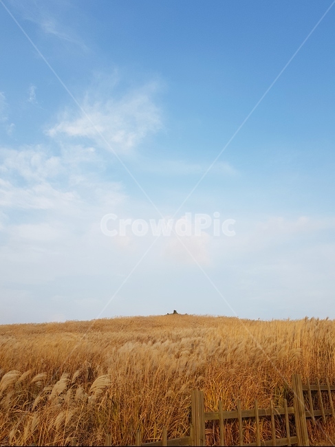 갈대,푸른,하늘,제주도,오름,가을,계절,fall,autumn,season,자연,풍경,nature,landscape,plant,식물,field,들