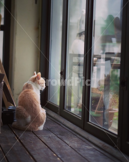 고양이,감성,cat,동물,animal,동물,animal,포유류,mammal,고양이,cat,kitten,kitty