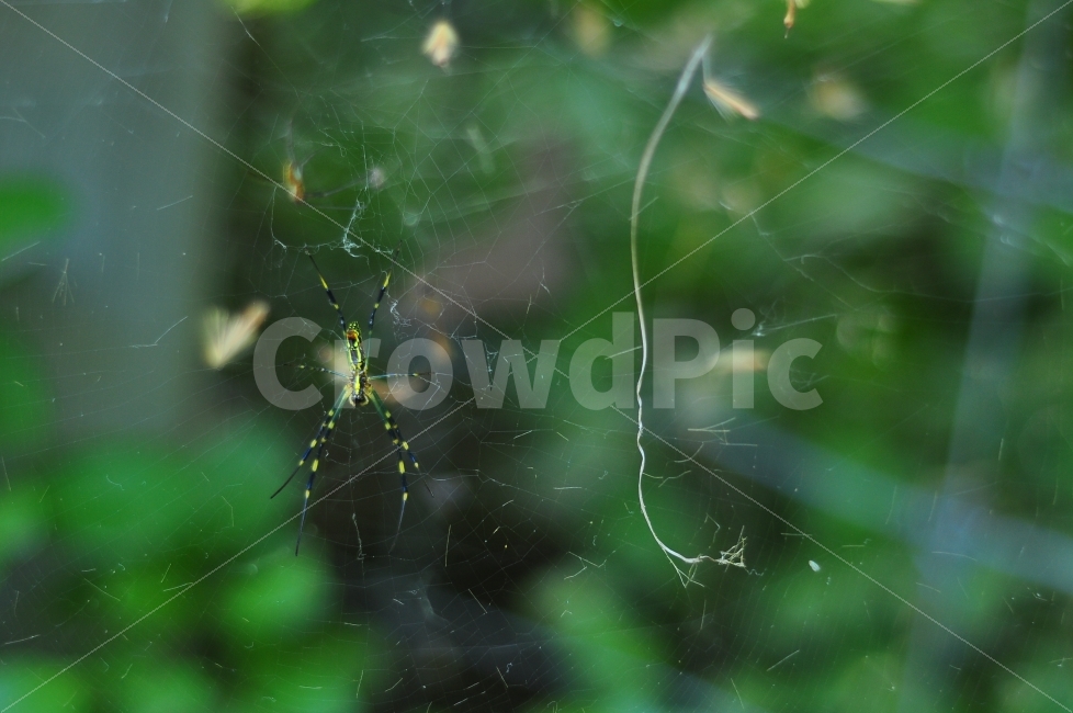 어린이대공원,거미,거미줄,곤충,자연,childrensgrandpark,grandpark,park,spider,web,spiderweb,insect,nature,동물,animal,곤충,벌레,insect,bug