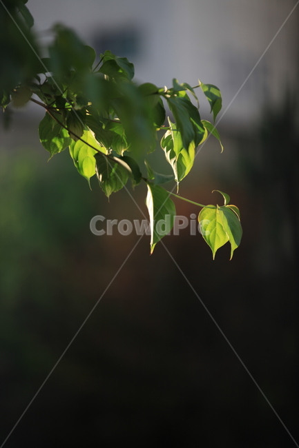아침,햇빛,leaf,잎,plant,식물,veins,나뭇잎,산딸나무