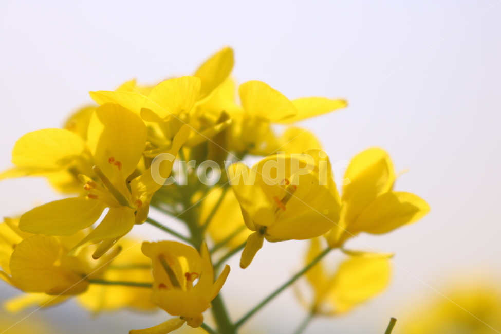 유채꽃,봄,봄꽃,꽃,노란색,봄,계절,spring,season,식물,자연,plants,nature,꽃,flower,plant