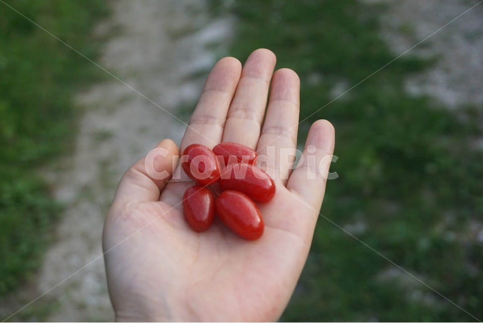 열매,과일,과일열매,느낌,느낌사진,감성사진,과일사진,손,수확,이쁜사진,보리수,보리수사진,보리수열매,식물,자연,plants,nature,과일,열매,fruit