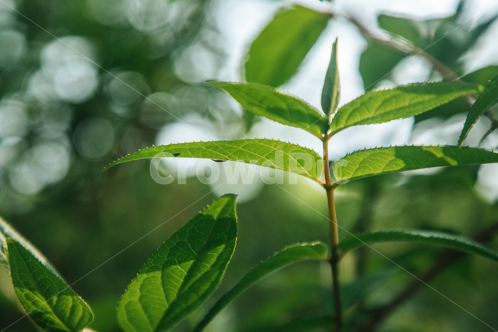 나무,풀,초록,잎,나뭇가지,자연,여름,잎사귀,그린,green,nature,tree,plant,식물,자연,plants,nature
