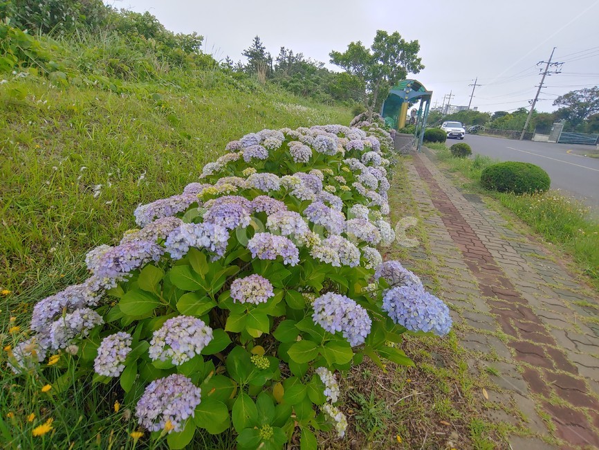 수국,보라,제주,꽃,여름,summer,flower,wild,beautiful,pretty,아름다운,예쁜,싱그런,fresh,nature,environment,자연,환경