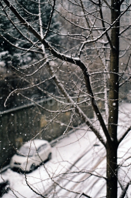 겨울,외로움,함박눈,눈,겨울나무,필름,겨울,계절,winter,season,식물,자연,plants,nature,감성,sensible,feeling