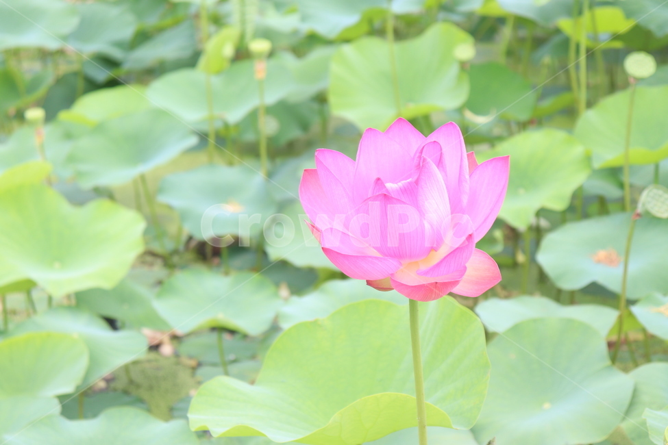 연꽃,여름,경주,경주연꽃,꽃
