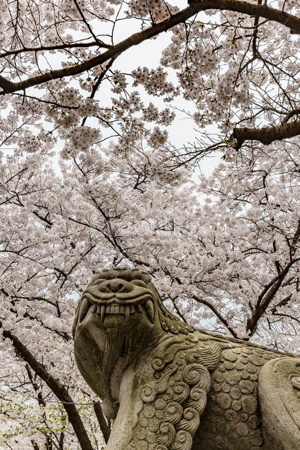 spring,stone statue,flowering,cherry blossom,full bloom,Haitai Award,flower