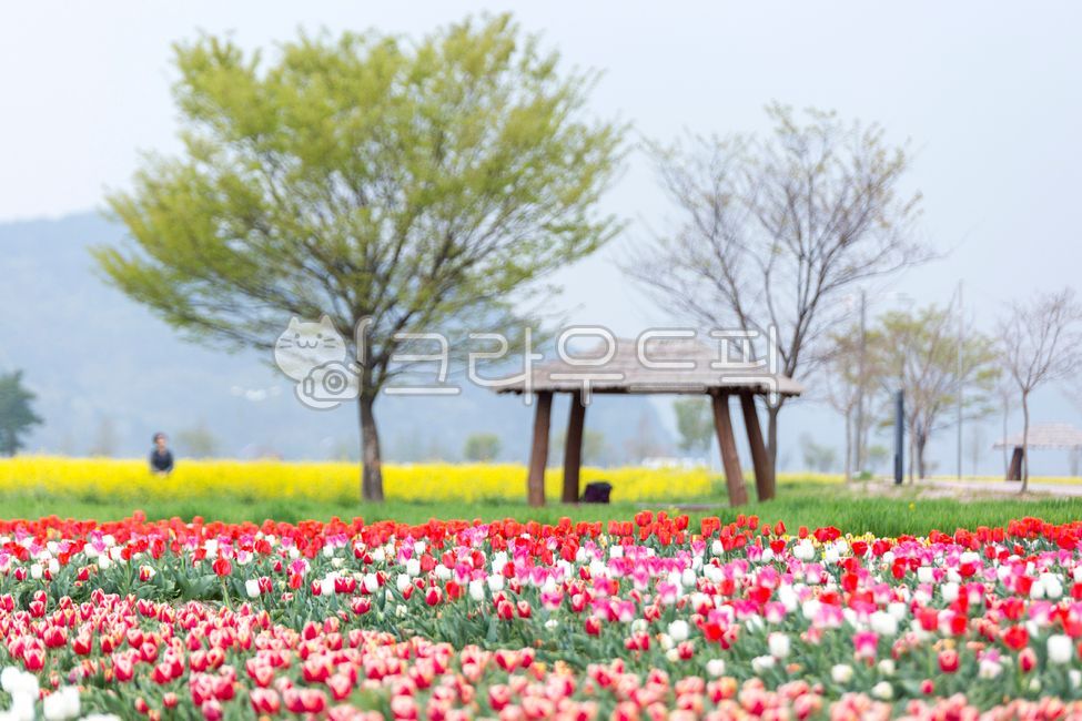 튜울립,튤립,봄꽃,봄,플라워,계절,식물,자연,실외,색깔,꽃밭,꽃단지,tulip,flower,spring,plant,blossom,nature,colorful,outdoors,원두막,나무