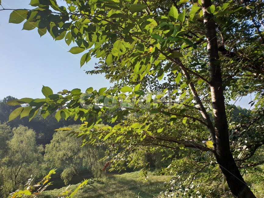 숲,힐링,햇살,초록,식물,나무,식물,자연,plants,nature,나무,trees,wood