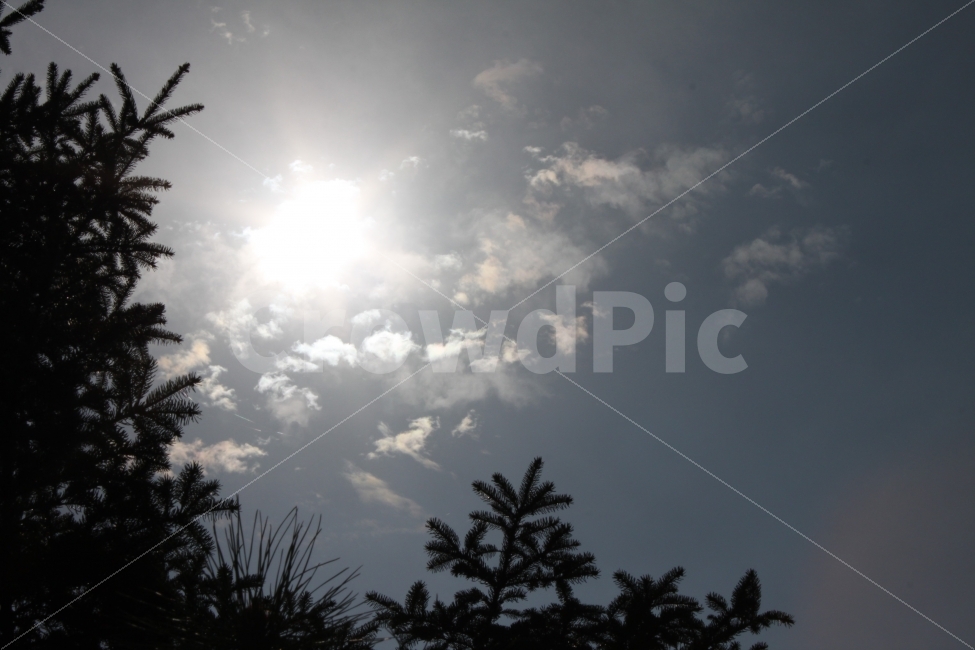 하늘,자연,구름,태양,나무,자연,풍경,nature,landscape,light,빛,flare,플레어,tree,plant,식물,sunlight,햇빛,fir,전나무