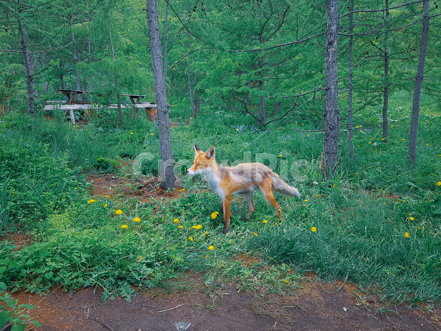 여우,fox,동물,여우눈,야생동물,동물,animal,포유류,mammal