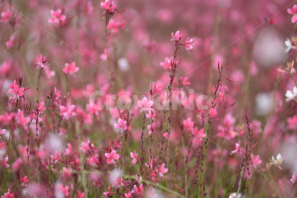 가우라,홍접초,바늘꽃,꽃,식물,식물,자연,plants,nature,꽃,flower