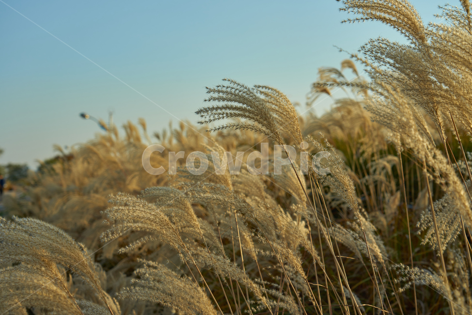하늘공원,가을,억새,잔디,식물,노을,하늘,가을,계절,fall,autumn,season,grass,plant
