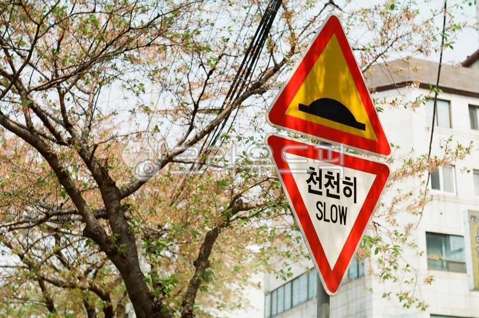 천천히,표지판,방지턱,벚꽃,골목