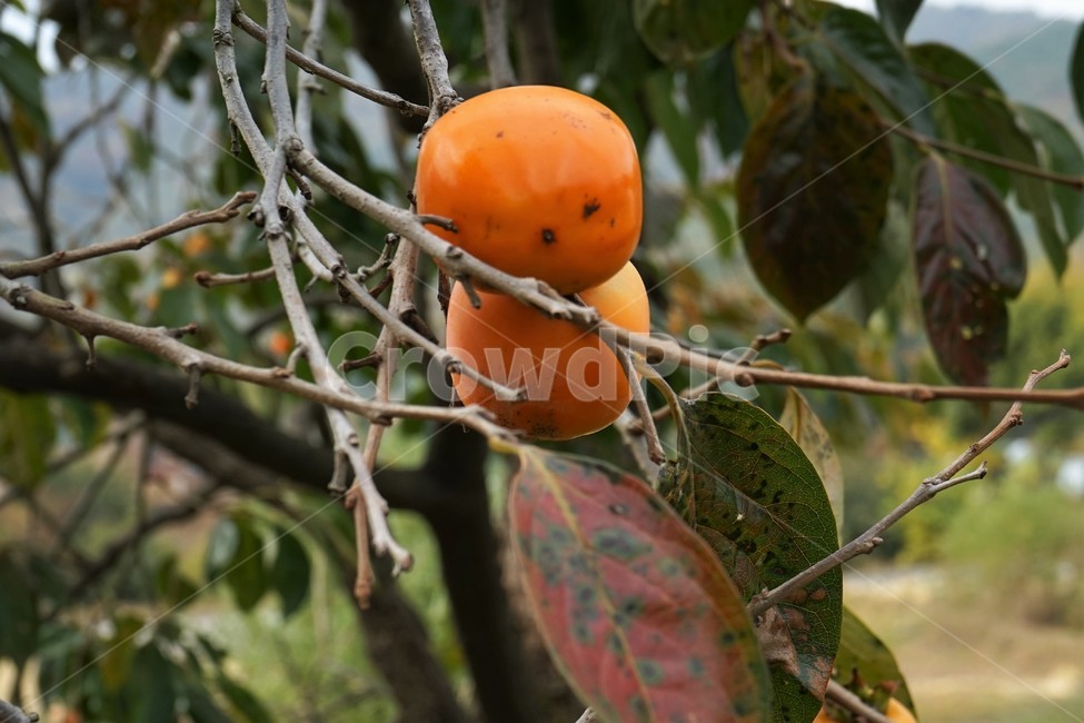 감,가을,나무,계절,노랑,떫은맛,수확,과일,persimmon,season,autumn,yellow,식물,자연,plants,nature,나무,trees,wood,과일,열매,fruit