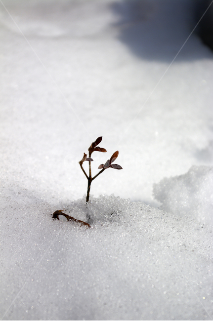 눈,겨울,나뭇가지,잎,설경,겨울,계절,winter,season