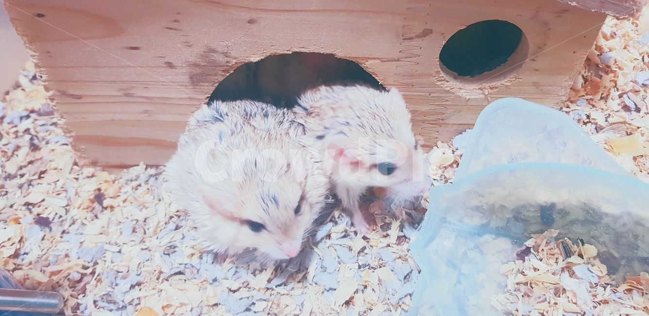 햄스터,동물,애완동물,애완,귀여움,귀요미,애완,동물,animal