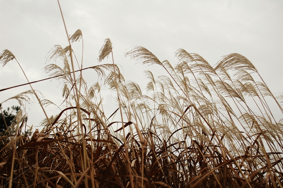 갈대,갈대풀,억새,억새풀,하늘,흐린날,가을,가을,계절,fall,autumn,season,grass,잔디,plant,식물,lawn,reed