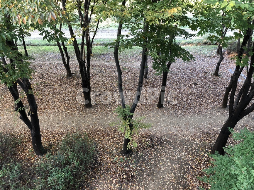 낙엽,가을,단풍,식물,자연,가을길,자연,풍경,nature,landscape,ground,바닥,tree,나무,plant