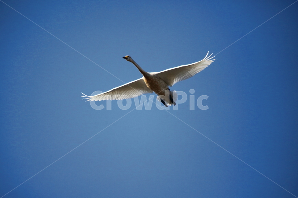 animal,동물,bird,새,고니,백조,철새,swan,큰고니,동물,animal,조류,새,birds