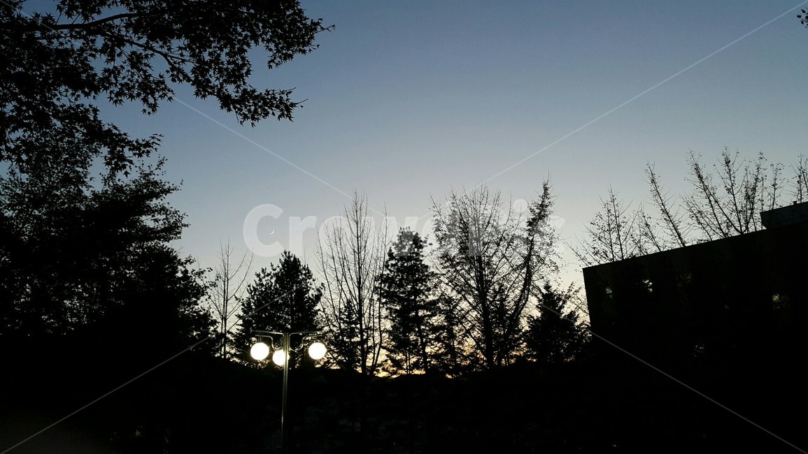 하늘,나무,저녁하늘,해질녘,어스름,노을,풍경,야경,밤,풍경,nightscape,night,landscape,실루엣,그림자,silhouette,shadow,tree,plant,식물,fir,전나무