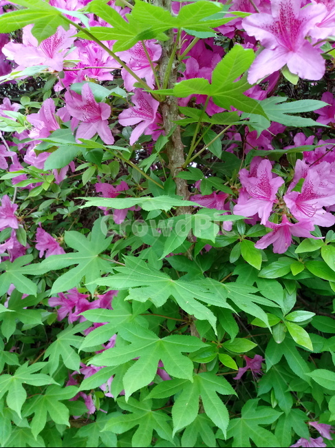 철쭉,smilerosebay,진달래과,식물,봄꽃,개꽃나무,springseasonflower,척촉화,낙엽관목,관상용