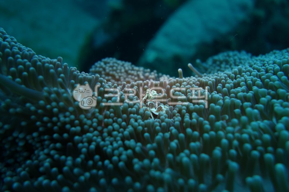 수중생물,심해생물,해양생물,스쿠버다이빙,희귀생물,바다속,물속