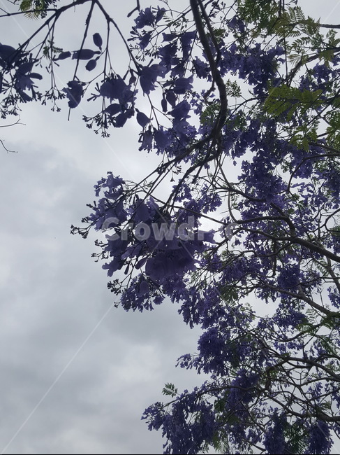 자카란다,골드코스트,꽃,보라색,jacaranda,goldcoast,flower,purple,하늘,흐린날,cloudy,sky,nature,자연,나무,식물,호주,australia