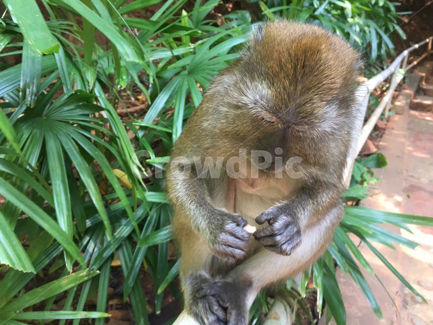 원숭이,동물,자연,풀,산,동물원,귀여움,monkey,야생,말레이시아,숲,숲길,동물,animal,포유류,mammal