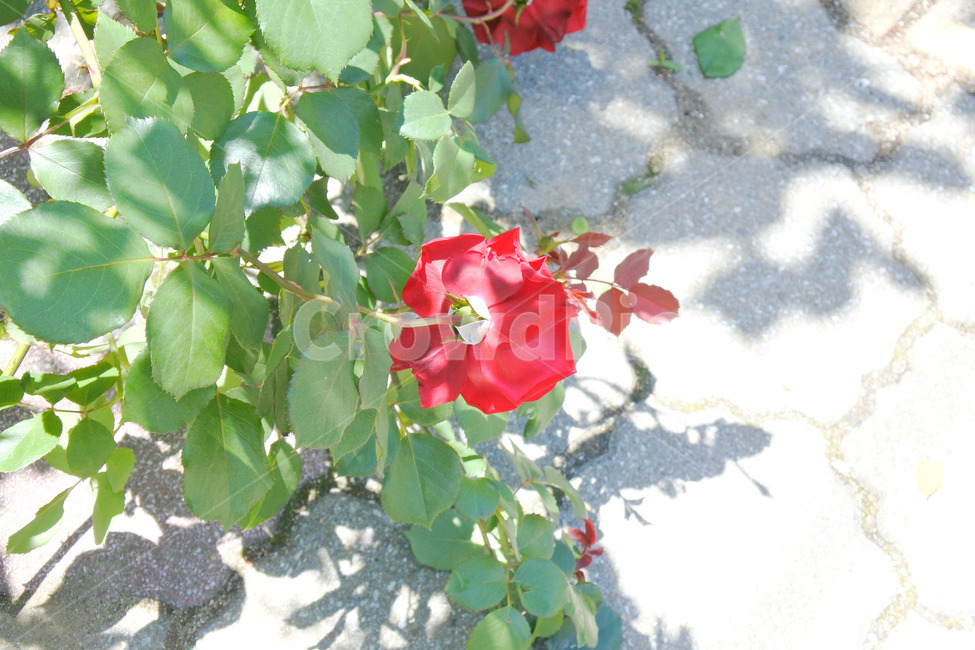 장미,여름,자연,꽃,로즈,색감,green,rose