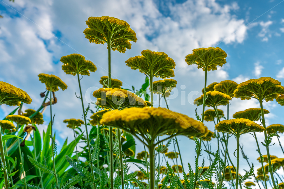 꽃,자연,하늘,구름,식물,풍경,감성,노랑,색감,plants,flower,nature,color,landscape,rest,felling,healing,spring,sky,노란꽃,감성사진,힐링,파란하늘,봄,여름,계절,휴식,행복,치유,yellow,cloud,식물,자연,plants,nature,꽃,flower