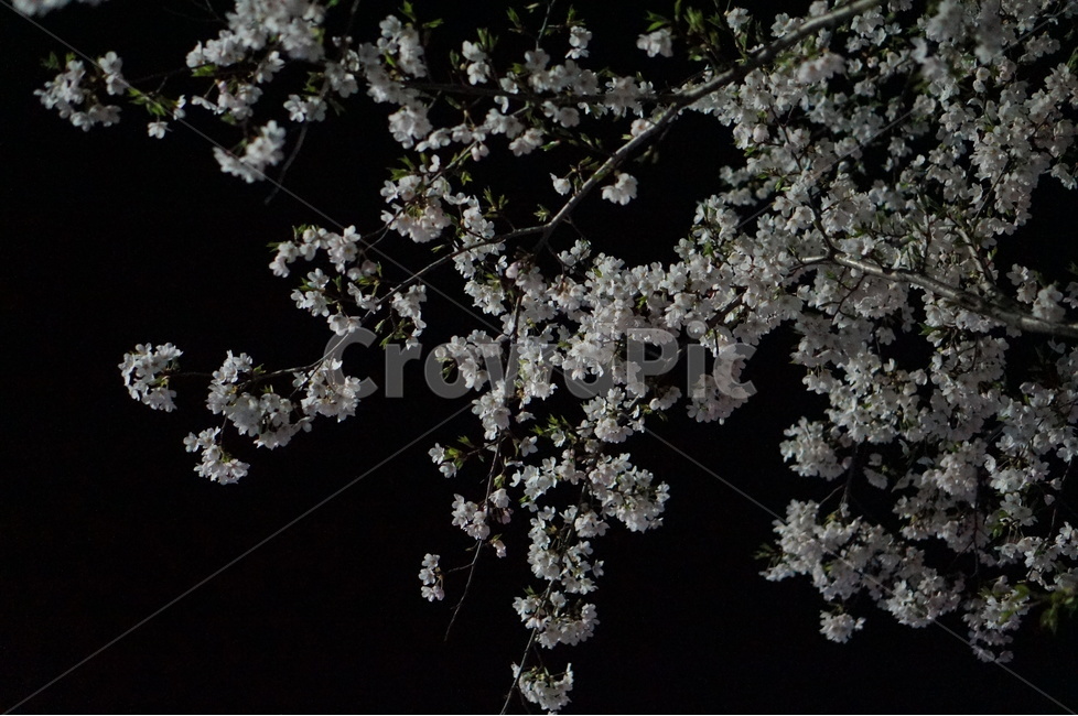 벗꽃,야경,가로등,흰색,빛,밤,봄,계절,spring,season,야경,밤,풍경,nightscape,night,landscape,식물,자연,plants,nature,꽃,flower,plant,blossom