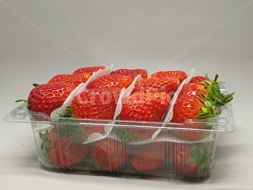딸기,과일,strawberry,스트로우베리,스트로베리,fruit,프룻,후루츠,후르츠,상품,투명케이스,플라스틱케이스,식품,식자재,식재료,사물,오브젝트,object