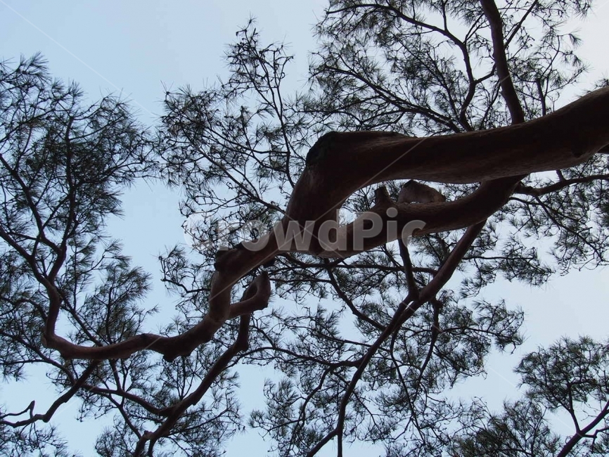 소나무,흑백,하늘,곡선,자연,식물,자연,plants,nature,나무,trees,wood
