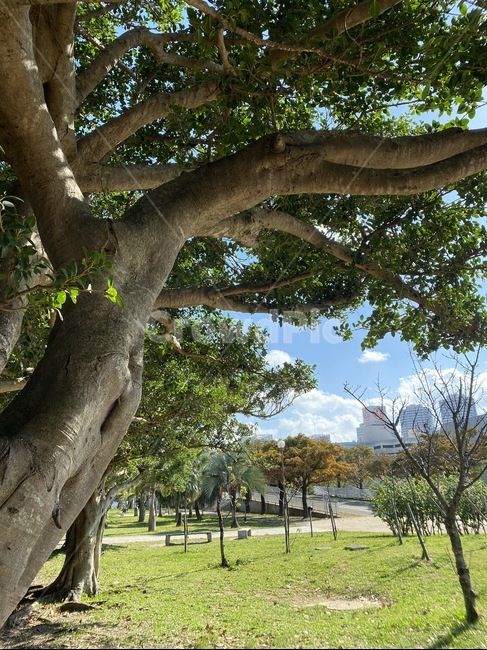 tree,나무,treetrunk,나무줄기,식물,plant,자연,구름,하늘,경치,식물,자연,plants,nature,나무,trees,wood
