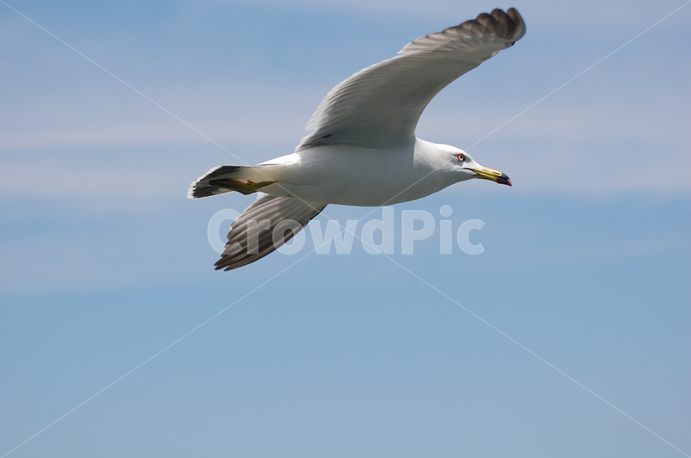 seagull,갈매기,새,bird,flying,동물,animal,동물,animal,조류,새,birds