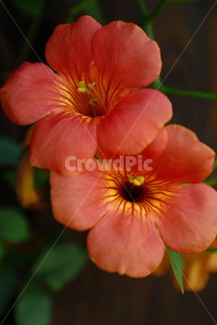 꽃,식물,화초,능소화,분홍색,식물,자연,plants,nature,꽃,flower
