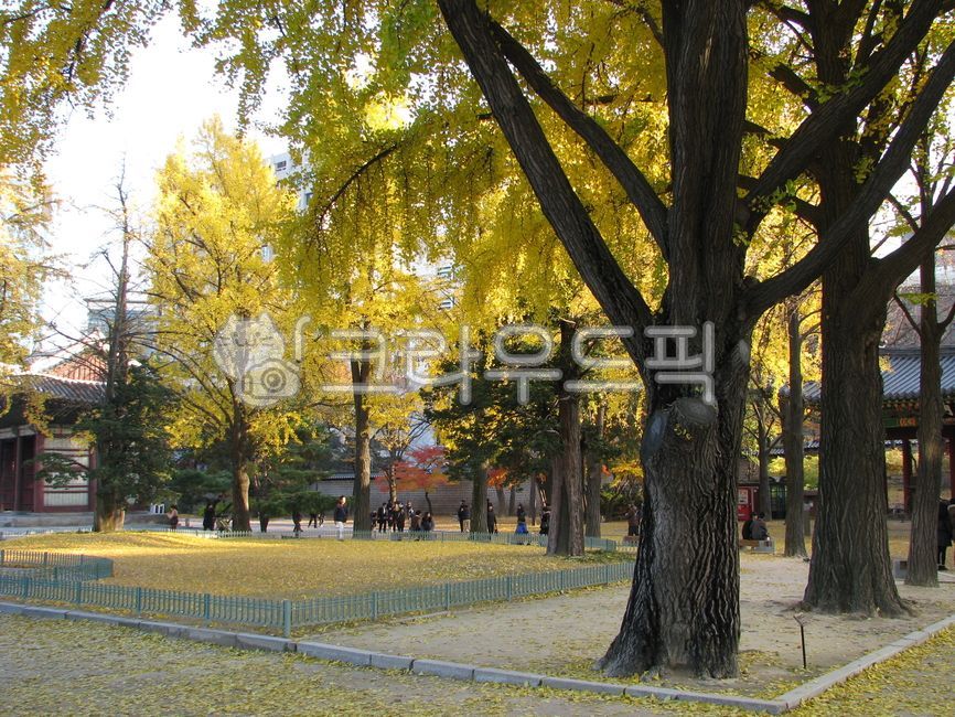 덕수궁, 궁궐, 단풍, 가을단풍, 은행, 사진,이미지,일러스트,캘리그라피 - bedro작가