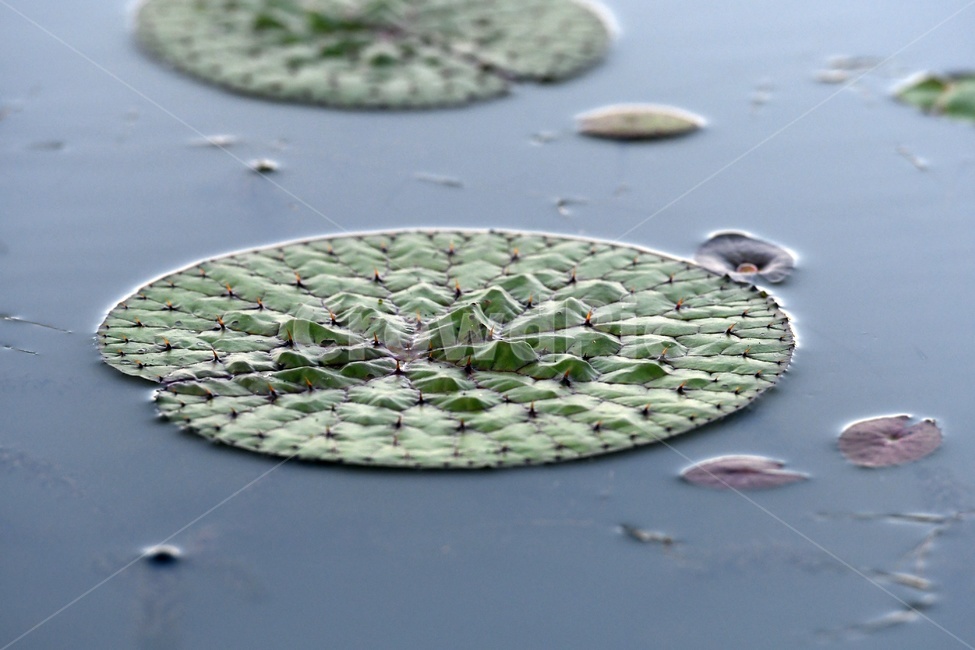 연못,수련,식물,자연,여름,정원,푸르른,물,수경식물,연못가,연못정원,plants,nature,연,연꽃,힐링,flower,감성,연잎,식물,자연,plants,nature