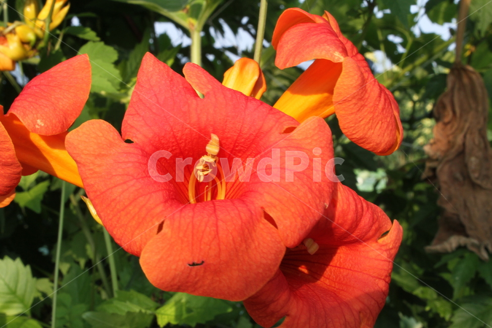 꽃,능소화,식물,정원수,trumpetcreeper,식물,자연,plants,nature,꽃,flower