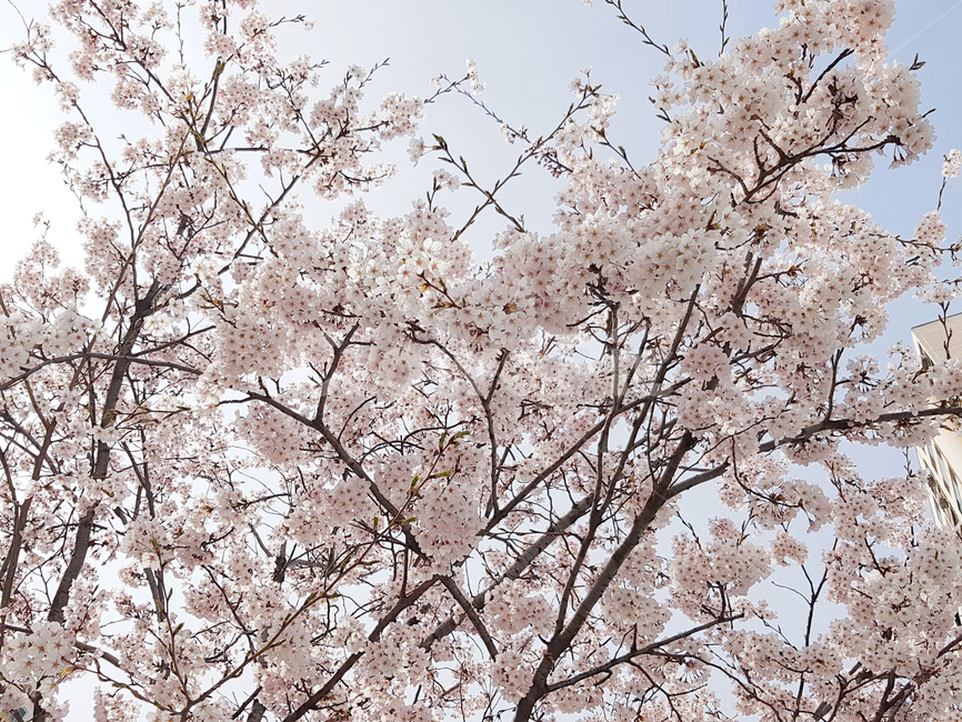 벚꽃,봄,꽃,식물,cherryblossoms,예쁜꽃,꽃배경,봄,계절,spring,season,식물,자연,plants,nature,꽃,flower,나무,trees,wood,plant,blossom