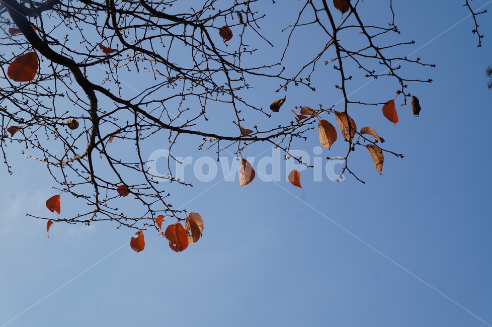 가을하늘,단풍,낙엽,쓸쓸,고독,잎새,나뭇잎,fall,autumn,파란하늘,가을,계절,fall,autumn,season,plant,식물,leaf,잎
