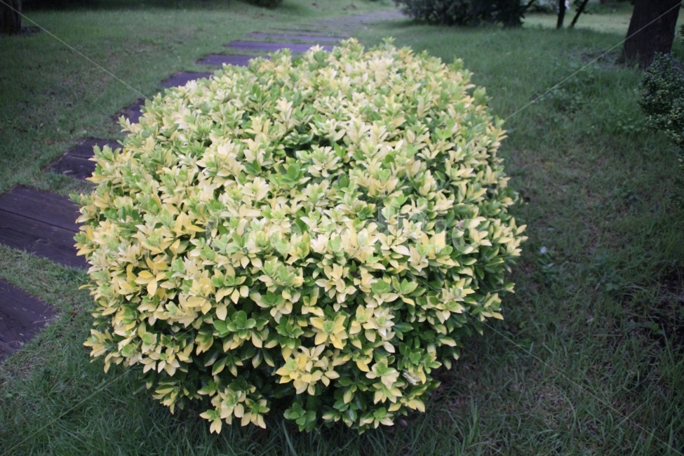 꽃,길,초록,순천,흐림,식물,자연,plants,nature,꽃,flower