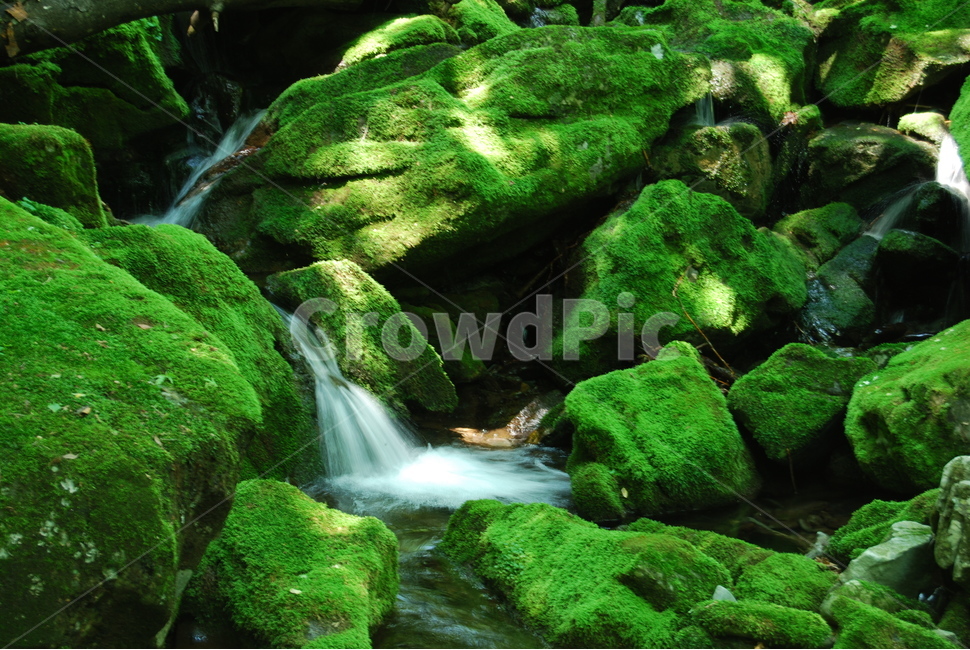 계곡,물,돌,자연,여름,자연,풍경,nature,landscape,plant,식물,moss,이끼,algae,조류