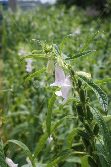 그린,자연,초록,싱그러움,식물,식물,자연,plants,nature,꽃,flower